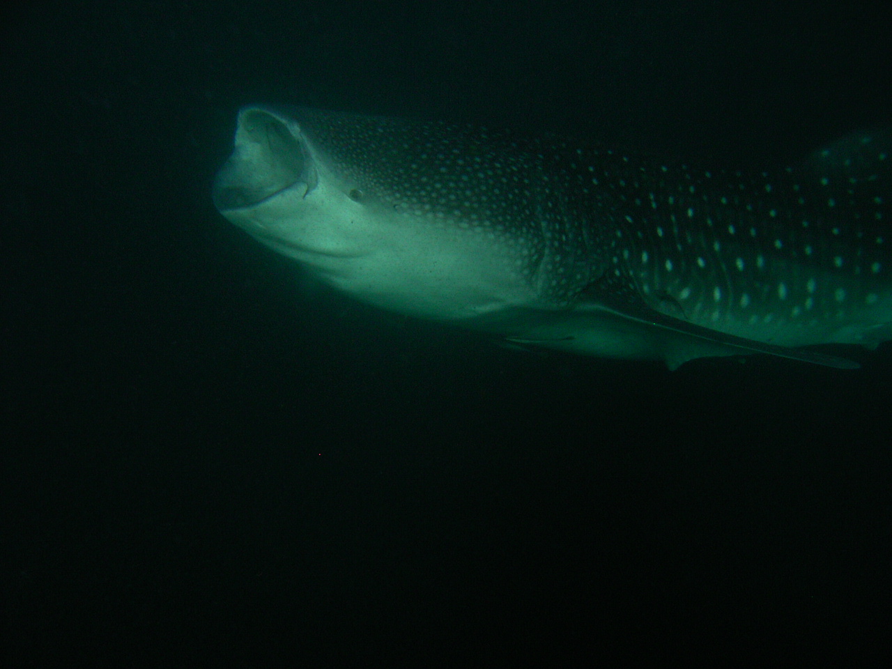 Whaleshark.JPG
