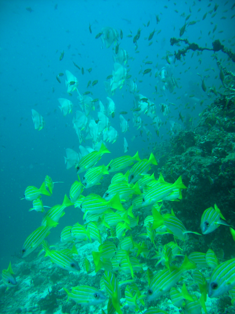fish.JPG