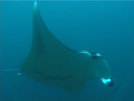 manta.jpg