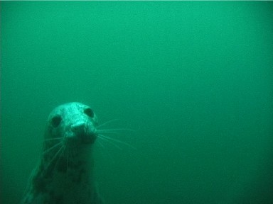 seal.jpg