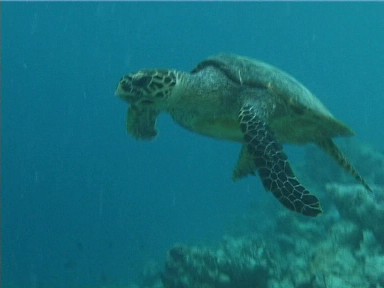 turtle.jpg